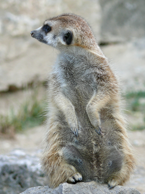 Erdmännchen im Open-Zoo Kronberg Erdmännchen im Open-Zoo Kronberg