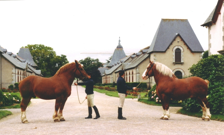 Bretonenhengste vor dem Gestt von Lamballe