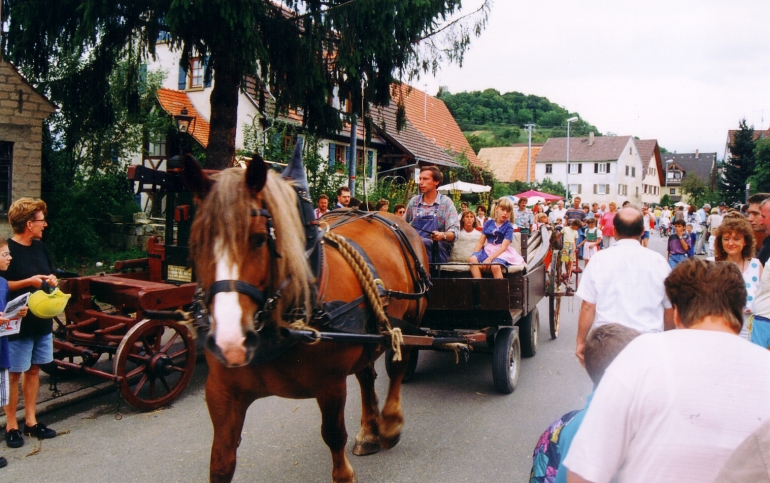 Kaltblutpferd auf dem Heimweg von Dorffest