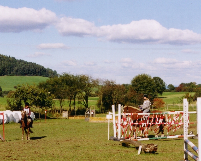 Kaltblutstute zwischen Fltterbndern