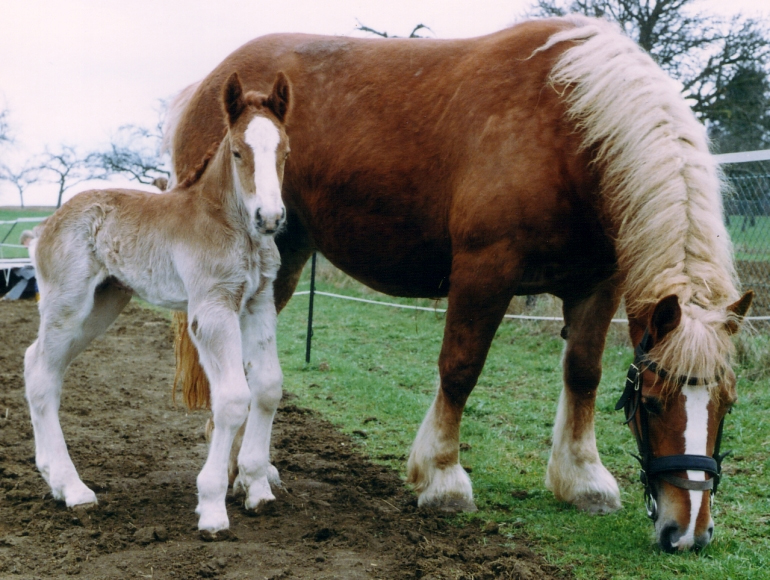 Bretonische Kaltblutstute mit Fohlen