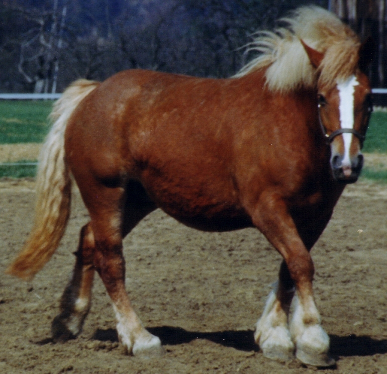 Bretonen Stute auf Matschkoppel