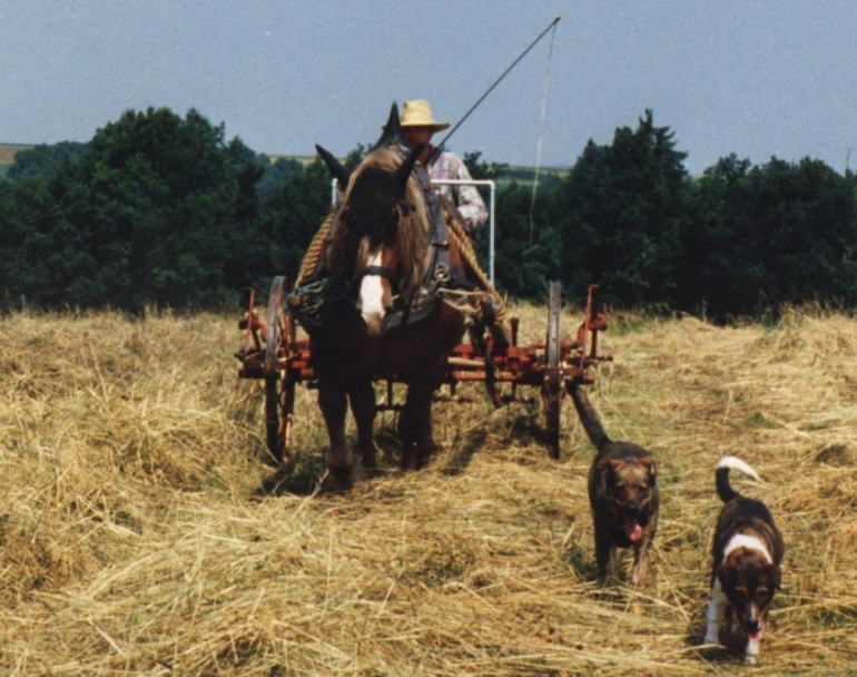 Zugpferd vor Heuwender
