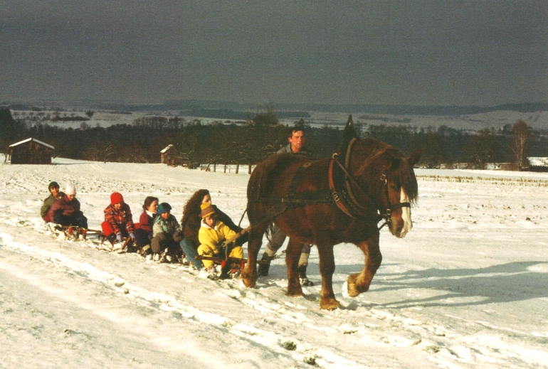 Kaltblutstute vor vier Rodelschlitten