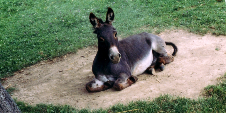 Eselwallach beim Sandbad