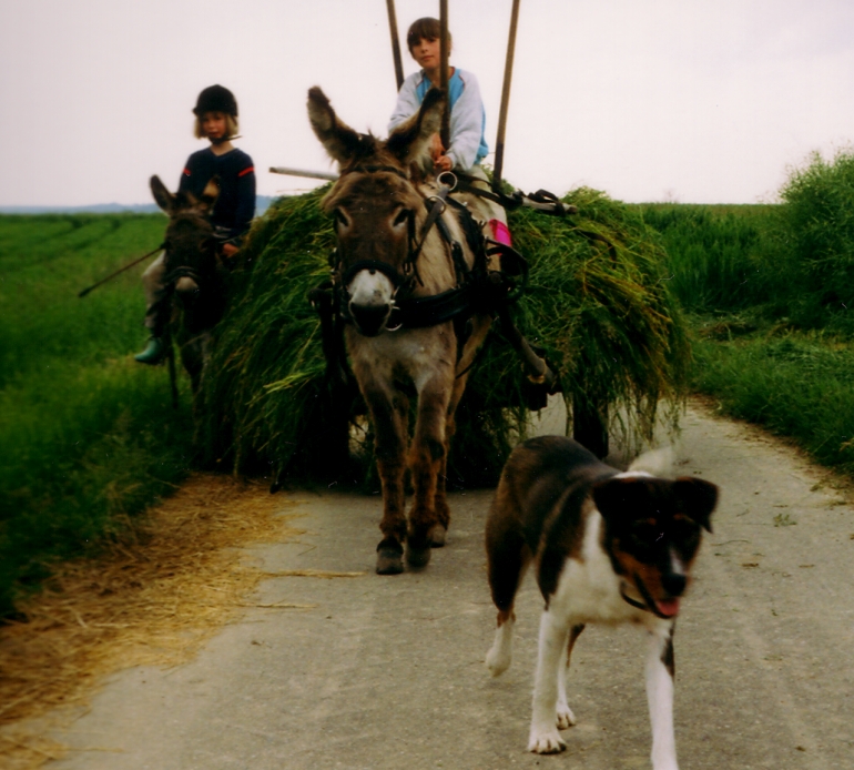 Eine Fuhre Grnfutter