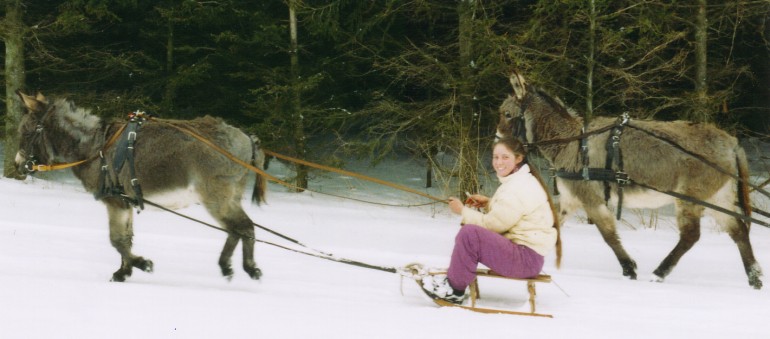 Schlitten Wettrennen mit unseren beiden Eseln