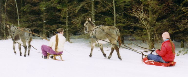 Leise Schlittenfahrt mit unseren Eseln