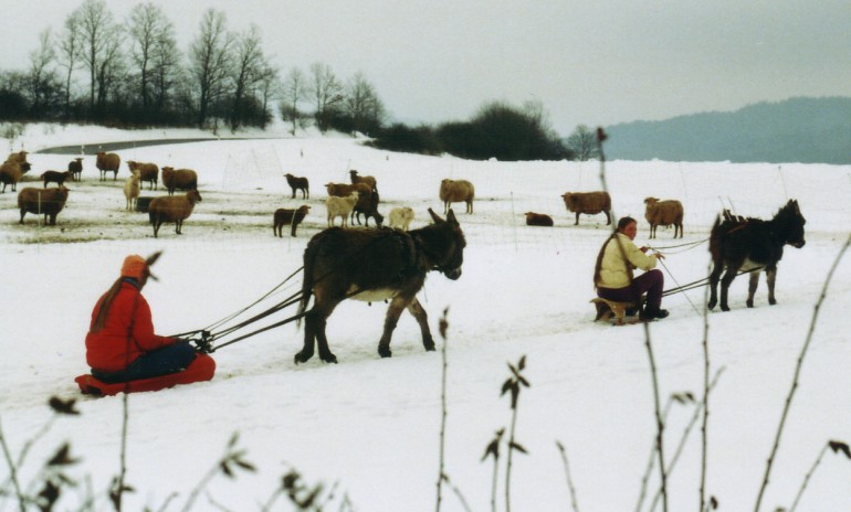 Esel mit Rodel verlassen den Hof