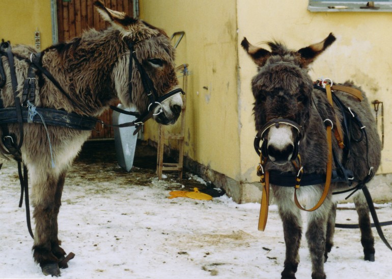 Eingeschirrt zum Rodelspa