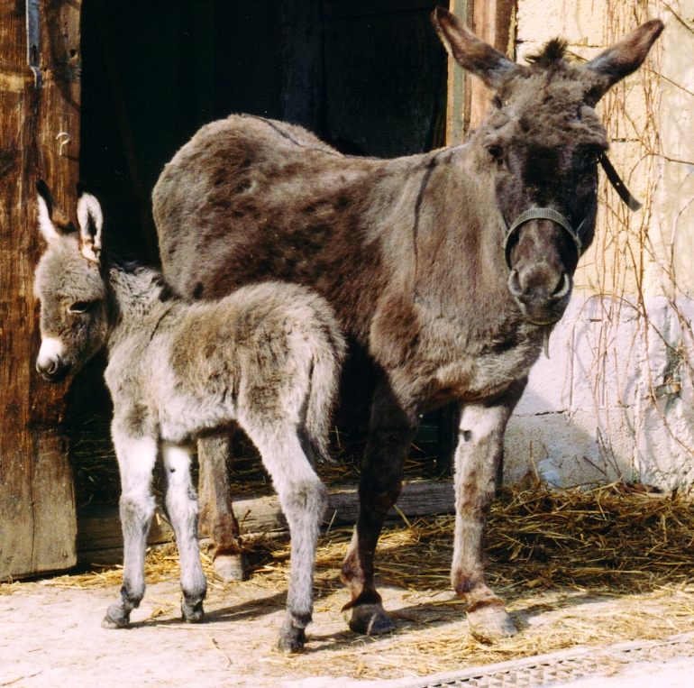 Unser erstes Eselfohlen