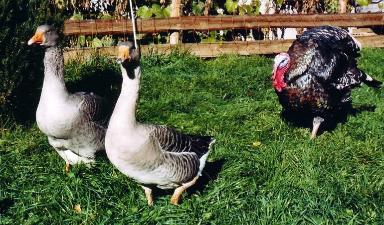 Pommern Gnse gefolgt von Truthahn