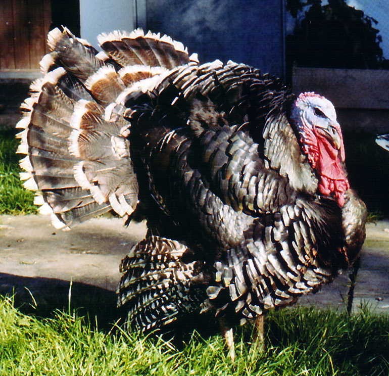 Unser Bronze Truthahn stolziert