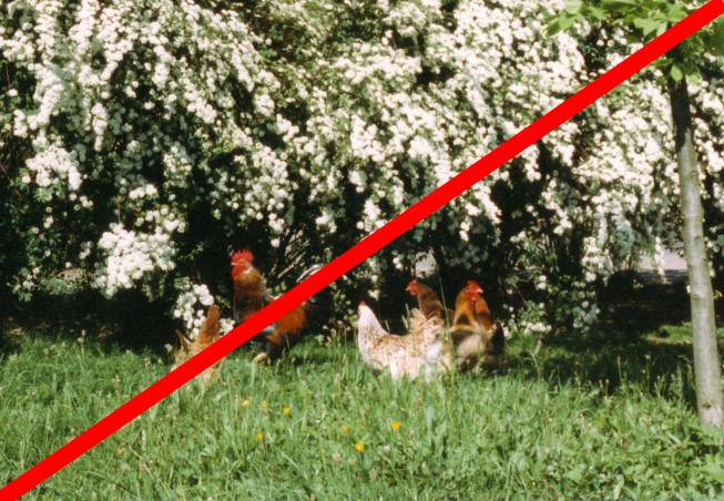 Knast für das Geflügel für jetzt und immer! Knast für das Geflügel für jetzt und immer!