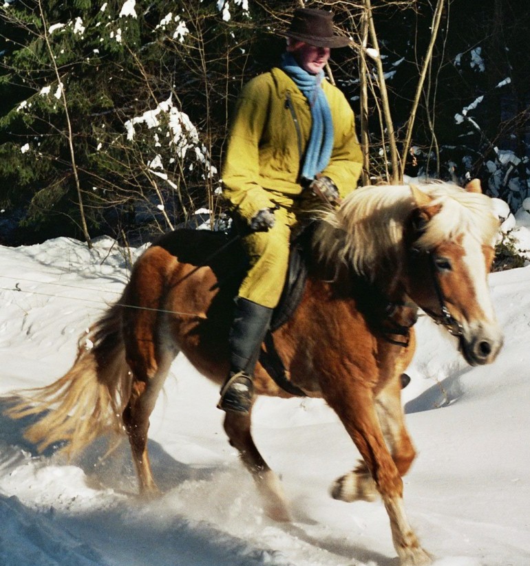 Haflinger trabt im Schnee
