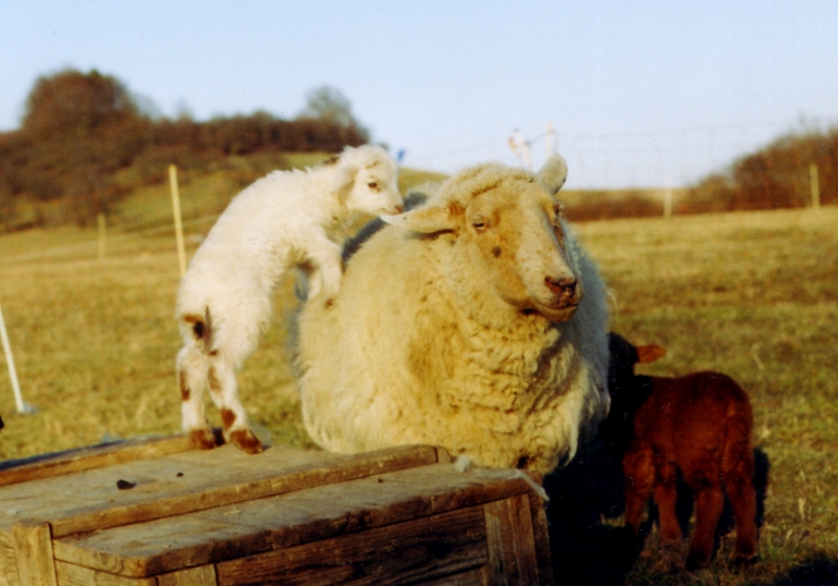 Lamm klettert auf seine Mutter