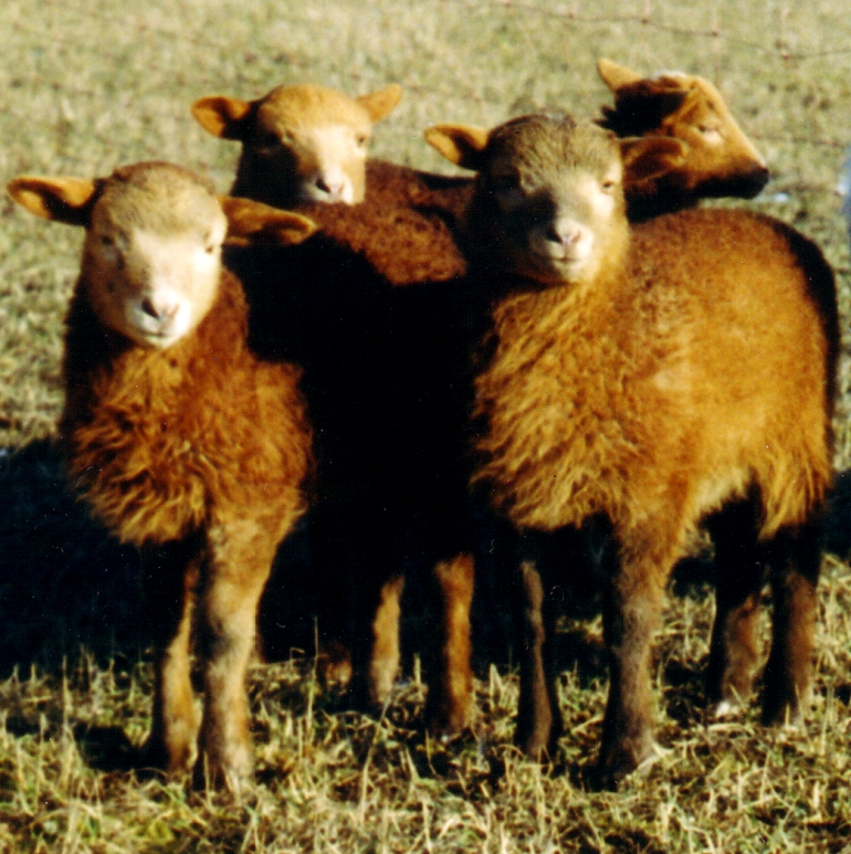 Vier Coburger Fuchsschaflmmer