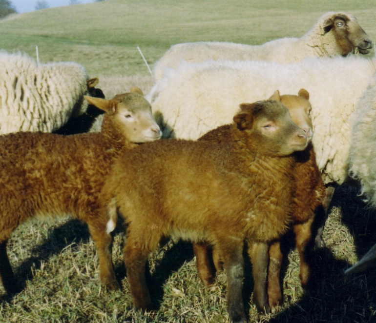 Lmmer mit ihren Mttern