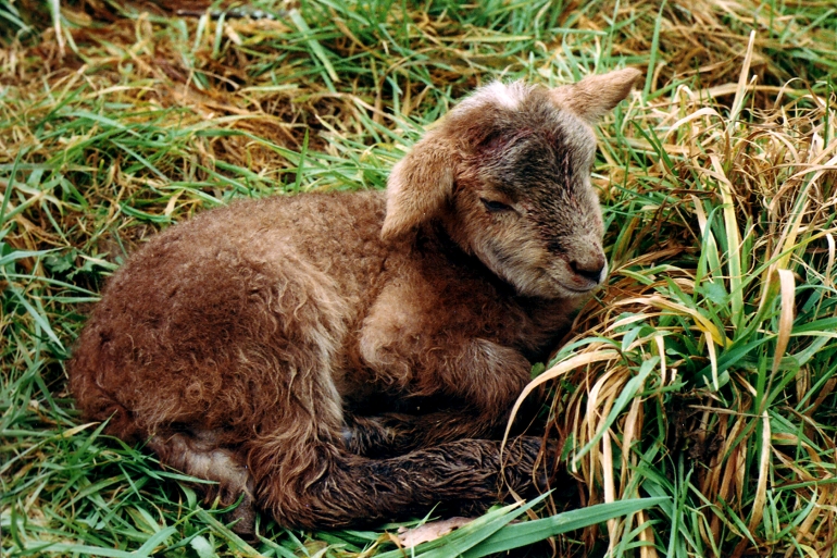 Neugeborenes Lmmchen