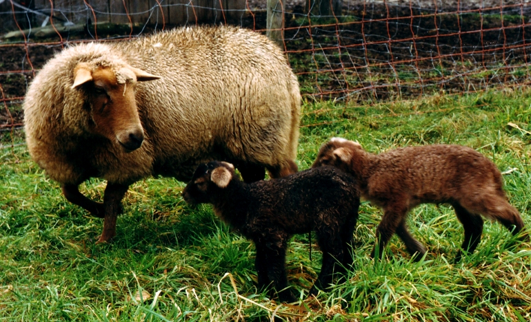 Schafmutter mit ihren Zwillingen