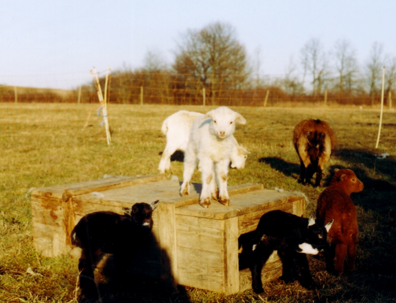Lmmer und Zieglein spielen miteinander