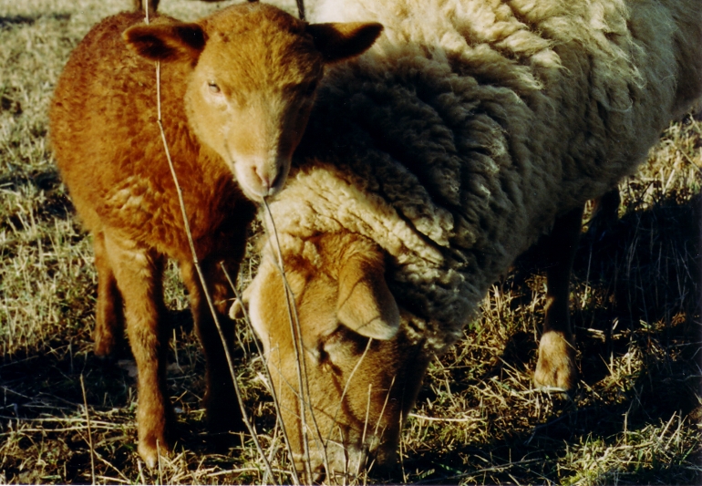 Lamm knabbert am Gras