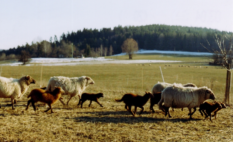 Schafe und Lmmer im Galopp