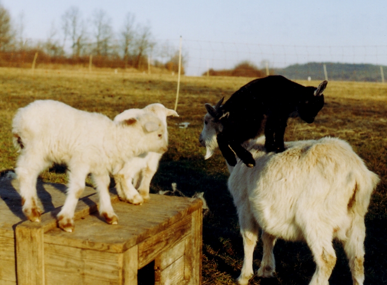 Zieglein auf seiner Mutter