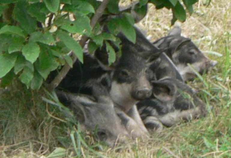 Ferkelgruppe unter einer Magnolie, da es dort schattig ist.