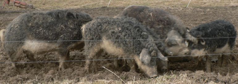 Schweinefamilie auf einer umgepflgten Wiese.
