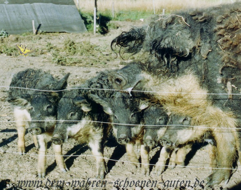 Mnnergesellschaft Teil II