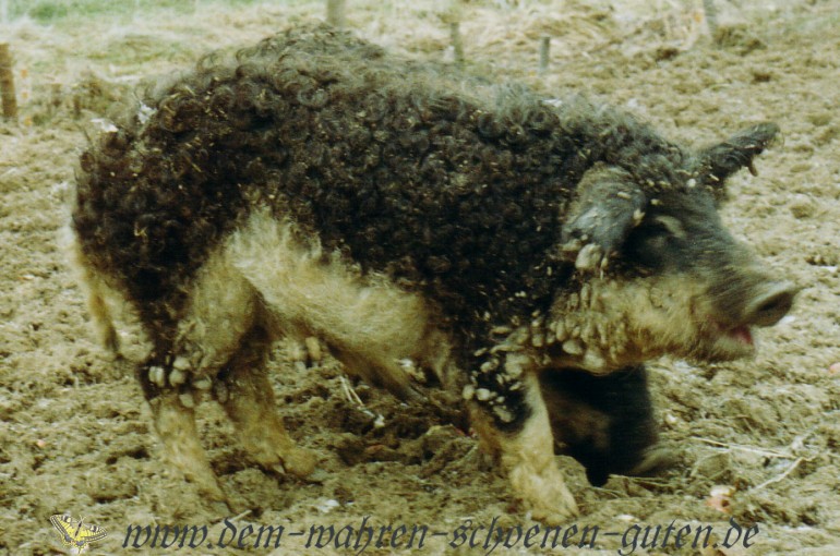 Richtige Ferkel - Wollschweinferkel