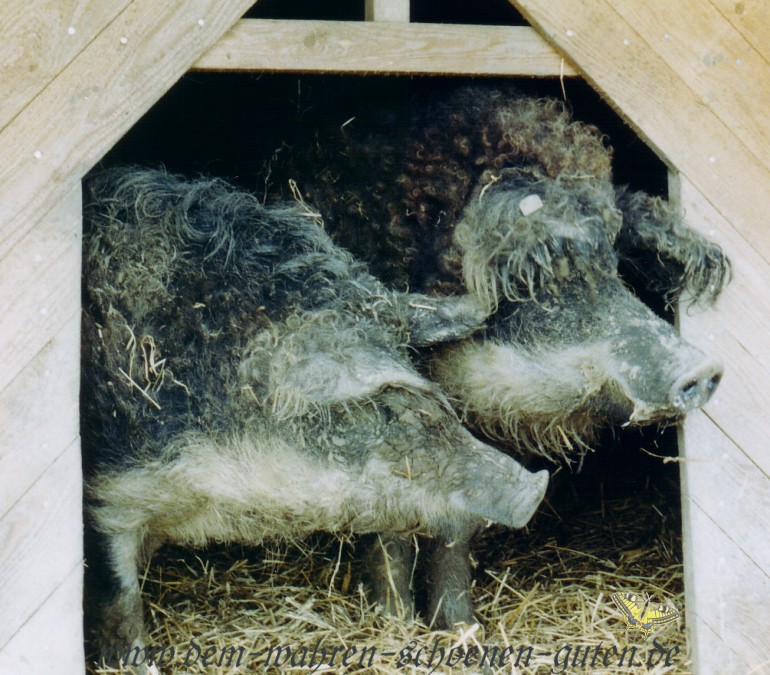 Mami und Papi zeigen sich am Fenster