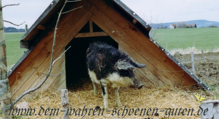 Mangalitza-Sau Piroschka vor ihrer Htte