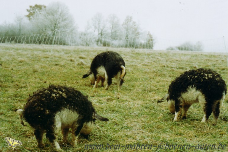 Schweine beim Frost II