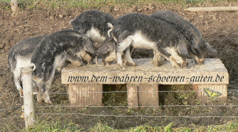 Wollschweinferkel auf Steinplatte beim Fressen.