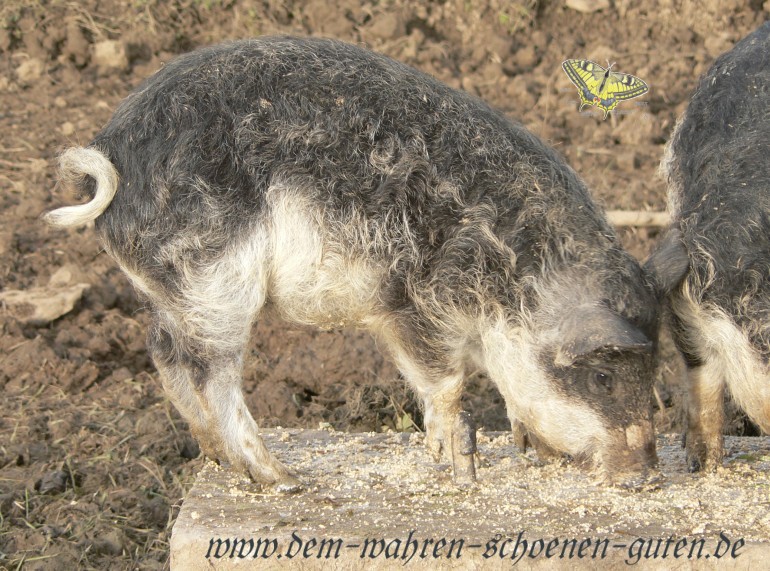 Wollschweinferkel auf Steinplatte beim Fressen.