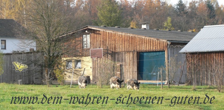Schweine rennen vom Hof weg.