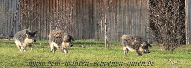 Wollschweine rennen am Eselstall vorbei in Richtung Koppel.