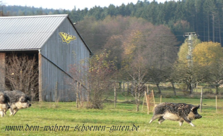 Ein Schwein voraus und die anderen Hinterher.