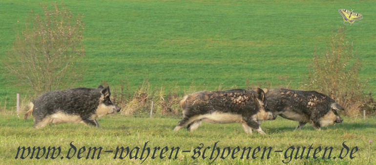 Schweine rennen den Bach entlang. Schweine rennen den Bach entlang.