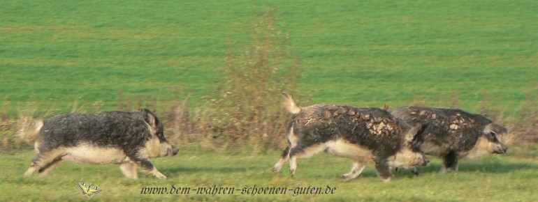 Schweine rennen den Bach entlang II .