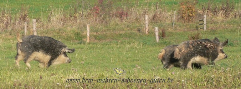 Schweine rennen den Hang runter.