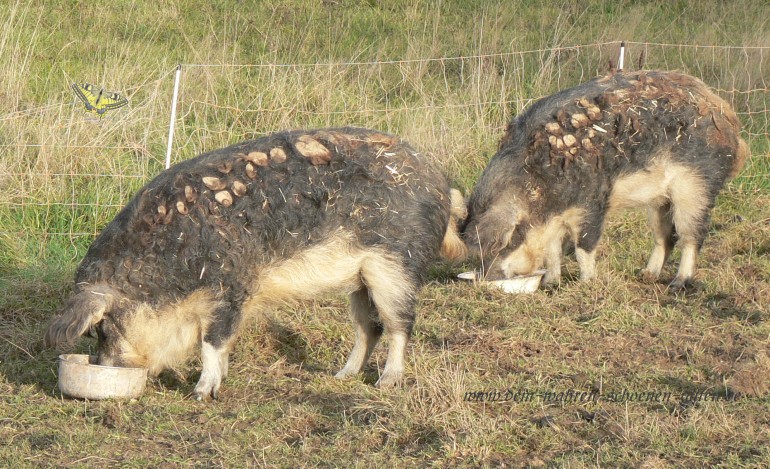 Schweine auf der Koppel und beim Fressen angekommen.