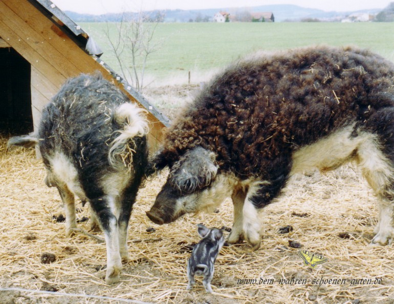 Ferkel schaut zu seinem Papa auf.