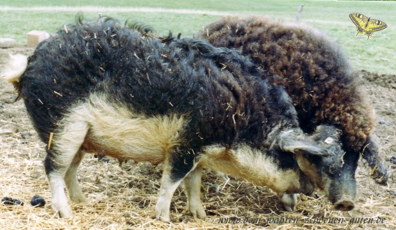 Wollschweinsau Piroschka mit Eber Andraszy