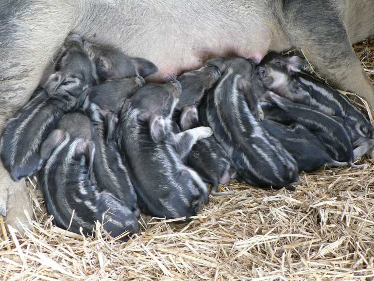 Das war fr die Ferkel offensichtlich anstrengend, sie sind am Gesuge eingeschlafen.