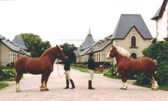Bretonenhengste vor dem Gestt von Lamballe