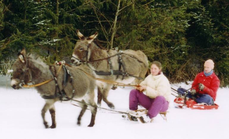 Ohrenspiel unserer Esel