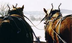 Pferdegespann vom Schlitten gesehen